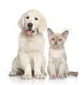 Dog and Cat together Royalty Free Stock Photo