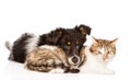 Dog with cat together. isolated on white background Royalty Free Stock Photo