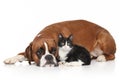 Dog and Cat together on white background Royalty Free Stock Photo
