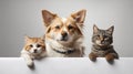 Dog and cat together on white background. Wide angle picture Royalty Free Stock Photo
