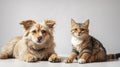 Dog and cat together on white background. Wide angle picture. Royalty Free Stock Photo