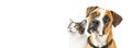 Dog and Cat Together on White Horizontal Banner Royalty Free Stock Photo