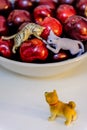 Dog and cat toy display on the cherry bowl Royalty Free Stock Photo