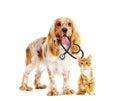 Dog and cat veterinarian Royalty Free Stock Photo