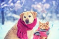 Dog and cat wearing knitted scarf sitting together outdoors Royalty Free Stock Photo