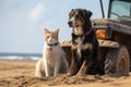 dog and cat working side by side, keeping the beach safe