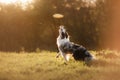 The dog catches the disc. Sports with the pet. Active Border Collie Royalty Free Stock Photo