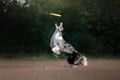 The dog catches the disc. Sports with the pet. Active Border Collie Royalty Free Stock Photo