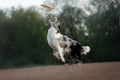 The dog catches the disc. Sports with the pet. Active Border Collie Royalty Free Stock Photo