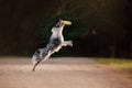 The dog catches the disc. Sports with the pet. Active Border Collie Royalty Free Stock Photo