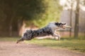 The dog catches the disc. Sports with the pet. Active Border Collie Royalty Free Stock Photo