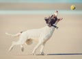 Dog catching ball