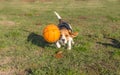 Dog catching a ball Royalty Free Stock Photo