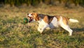 Dog catching a ball Royalty Free Stock Photo