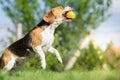 Dog catching a ball Royalty Free Stock Photo