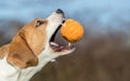 Dog catching a ball - Beagle Royalty Free Stock Photo