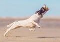 Dog catching ball Royalty Free Stock Photo