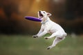 Dog catching disk in jump