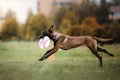 Dog catching disk in jump