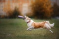 Dog catching disk in jump