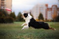Dog catching disk in jump