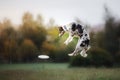 Dog catching disk in jump