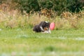 Dog catching flying disk in jump, pet playing outdoors in a park. sporting event, achievement in sport Royalty Free Stock Photo