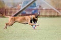 Dog catching flying disk in jump, pet playing outdoors in a park. sporting event, achievement in sport