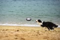 Dog Catching Frisbee Royalty Free Stock Photo