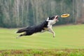 Dog catching frisbee Royalty Free Stock Photo