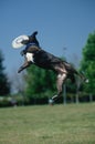 Dog catching Frisbee in mid-air