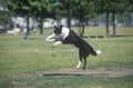 Dog catching Frisbee mid-air in Canine Frisbee Contest, Westwood, Los Angeles, CA Royalty Free Stock Photo