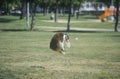 Dog catching Frisbee mid-air in Canine Frisbee Contest, Westwood, Los Angeles, CA