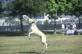 Dog catching Frisbee mid-air in Canine Frisbee Contest, Westwood, Los Angeles, CA