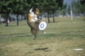 Dog catching Frisbee mid-air in Canine Frisbee Contest, Westwood, Los Angeles, CA