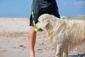 Dog catching the tennis ball in the beach waiting next to the legs of its master Royalty Free Stock Photo