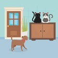 Dog and cats sitting in furniture room house pet care