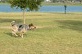 Dog caught balanced on one leg running through the park Royalty Free Stock Photo