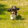 A dog cavalier king charles, a cute puppy running