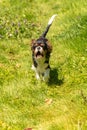 A cute puppy running