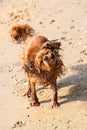 A dog cavalier king charles snorting on the beach