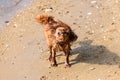 A dog cavalier king charles snorting on the beach