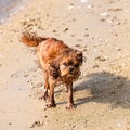 A dog cavalier king charles snorting on the beach