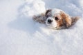 Dog Cavalier King Charles Spaniel covered with snow moving in winter on snow-covered field. Muzzle of animal stuck in snowdrift. Royalty Free Stock Photo