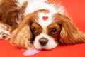 Dog Cavalier King Charles Spaniel With Heart And Head On Red Background. The Best Cupid For Valentine`s Day