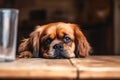The Forgotten Dog: A Sad Story of a Cute Cavalier King Spaniel L
