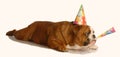 Dog celebrating birthday Royalty Free Stock Photo