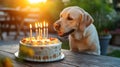 Dog celebrating birthday with cake Royalty Free Stock Photo