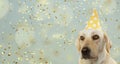 DOG CELEBRATING A BIRTHDAY PARTY, WEARING A YELLOW POLKA DOT HAT. ISOLATED AGAINST PASTEL BLUE BACKGROUND WITH CONFETTI FALLING Royalty Free Stock Photo