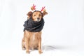 Dog celebrating Christmas dressed up as Rudolph the reindeer with a black scaf.